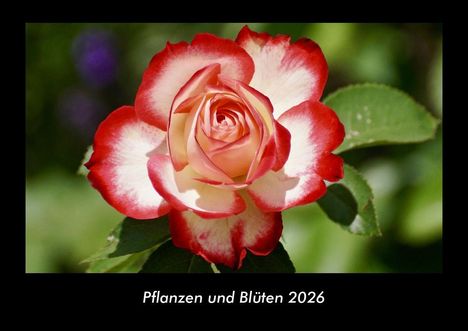 Tobias Becker: Pflanzen und Blüten 2026 Fotokalender DIN A3, Kalender