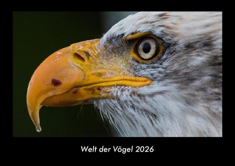 Tobias Becker: Welt der Vögel 2026 Fotokalender DIN A3, Kalender