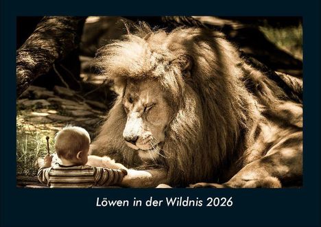 Tobias Becker: Löwen in der Wildnis 2026 Fotokalender DIN A4, Kalender