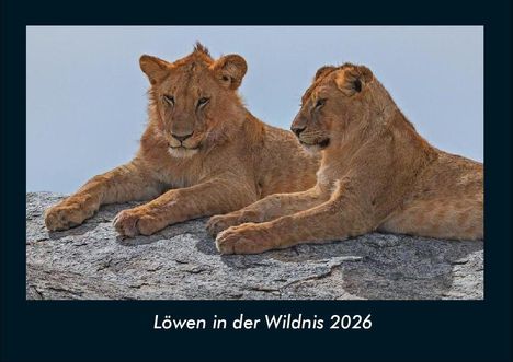 Tobias Becker: Löwen in der Wildnis 2026 Fotokalender DIN A4, Kalender