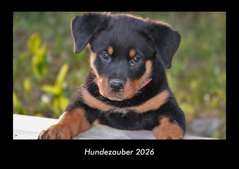Tobias Becker: Hundezauber 2026 Fotokalender DIN A3, Kalender