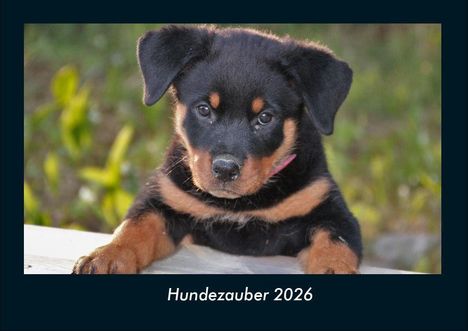 Tobias Becker: Hundezauber 2026 Fotokalender DIN A4, Kalender