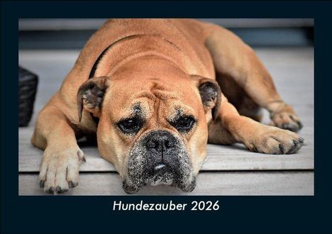 Tobias Becker: Hundezauber 2026 Fotokalender DIN A5, Kalender
