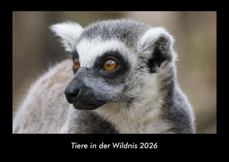 Tobias Becker: Tiere in der Wildnis 2026 Fotokalender DIN A3, Kalender