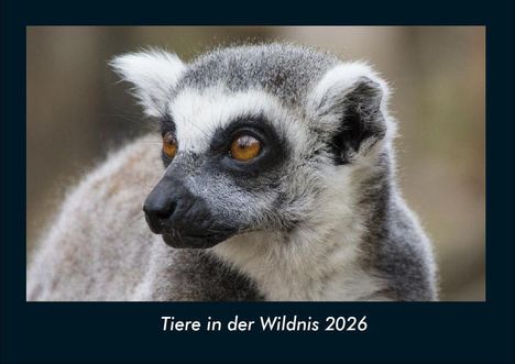 Tobias Becker: Tiere in der Wildnis 2026 Fotokalender DIN A4, Kalender