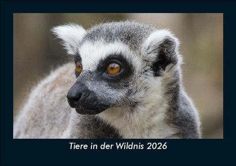 Tobias Becker: Tiere in der Wildnis 2026 Fotokalender DIN A5, Kalender