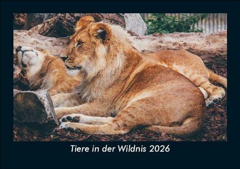 Tobias Becker: Tiere in der Wildnis 2026 Fotokalender DIN A5, Kalender
