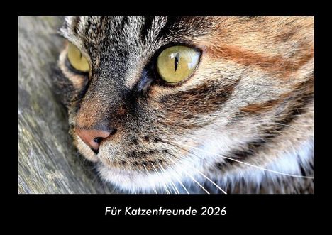 Tobias Becker: Für Katzenfreunde 2026 Fotokalender DIN A3, Kalender
