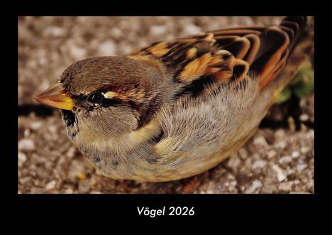 Kevin Heber: Vögel 2026 Fotokalender DIN A3, Kalender
