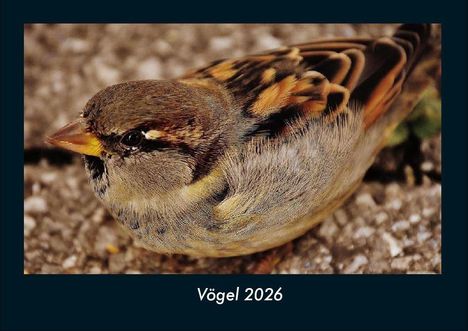 Tobias Becker: Vögel 2026 Fotokalender DIN A4, Kalender