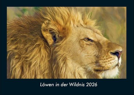 Tobias Becker: Löwen in der Wildnis 2026 Fotokalender DIN A4, Kalender