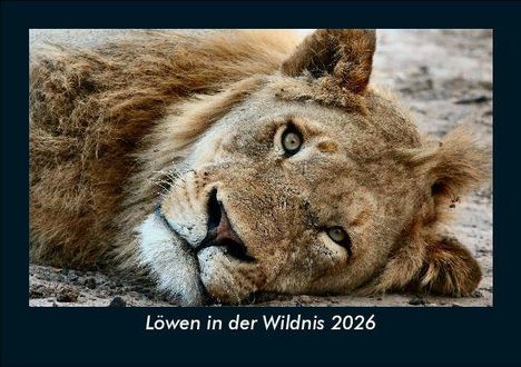 Tobias Becker: Löwen in der Wildnis 2026 Fotokalender DIN A5, Kalender