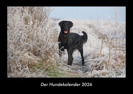 Tobias Becker: Der Hundekalender 2026 Fotokalender DIN A3, Kalender