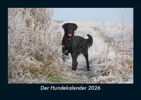 Tobias Becker: Der Hundekalender 2026 Fotokalender DIN A5, Kalender