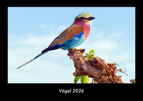 Kevin Heber: Vögel 2026 Fotokalender DIN A3, Kalender