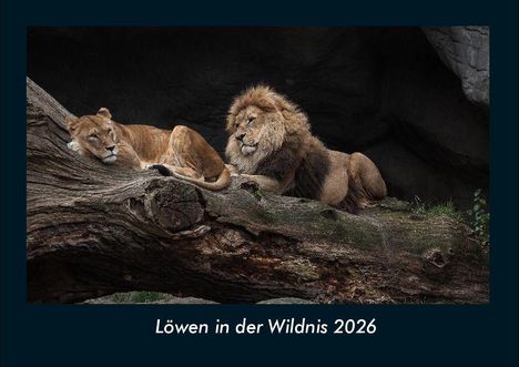 Tobias Becker: Löwen in der Wildnis 2026 Fotokalender DIN A4, Kalender