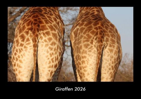 Tobias Becker: Giraffen 2026 Fotokalender DIN A3, Kalender