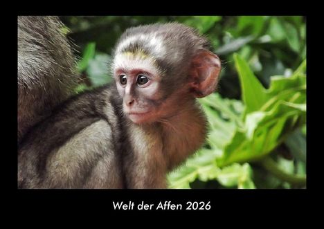 Tobias Becker: Welt der Affen 2026 Fotokalender DIN A3, Kalender