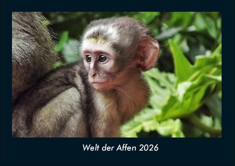 Tobias Becker: Welt der Affen 2026 Fotokalender DIN A4, Kalender