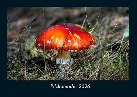 Tobias Becker: Pilzkalender 2026 Fotokalender DIN A4, Kalender