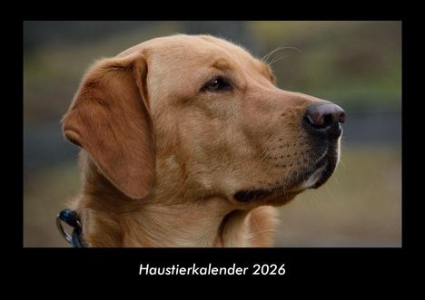 Tobias Becker: Haustierkalender 2026 Fotokalender DIN A3, Kalender