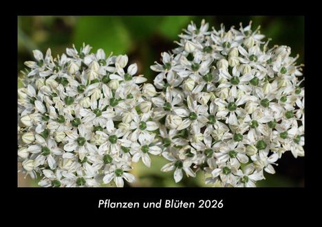 Tobias Becker: Pflanzen und Blüten 2026 Fotokalender DIN A3, Kalender