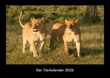 Tobias Becker: Der Tierkalender 2026 Fotokalender DIN A3, Kalender