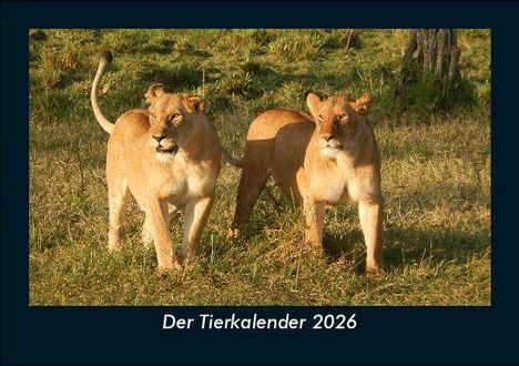 Tobias Becker: Der Tierkalender 2026 Fotokalender DIN A5, Kalender
