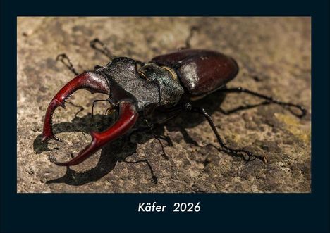 Tobias Becker: Käfer 2026 Fotokalender DIN A4, Kalender