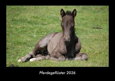 Tobias Becker: Pferdegeflüster 2026 Fotokalender DIN A3, Kalender