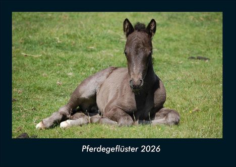 Kevin Heber: Pferdegeflüster 2026 Fotokalender DIN A4, Kalender