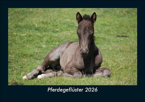 Tobias Becker: Pferdegeflüster 2026 Fotokalender DIN A5, Kalender