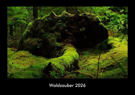 Tobias Becker: Waldzauber 2026 Fotokalender DIN A3, Kalender