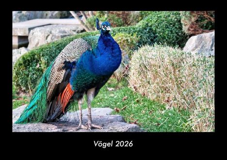 Tobias Becker: Vögel 2026 Fotokalender DIN A3, Kalender