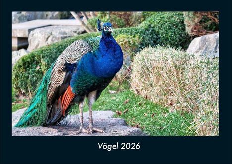 Tobias Becker: Vögel 2026 Fotokalender DIN A4, Kalender