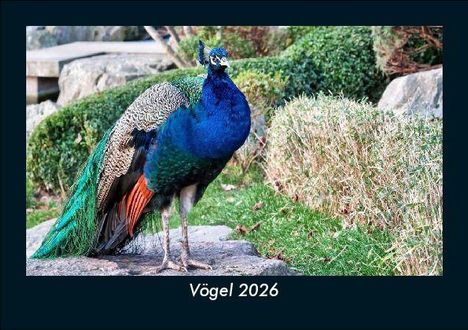 Tobias Becker: Vögel 2026 Fotokalender DIN A5, Kalender