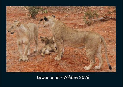 Tobias Becker: Löwen in der Wildnis 2026 Fotokalender DIN A4, Kalender
