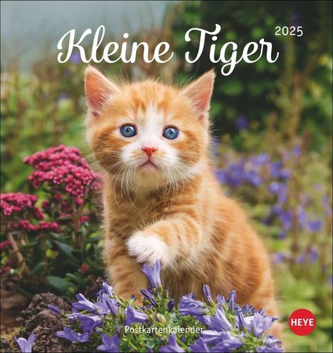 Katzen Postkartenkalender Kleine Tiger 2025, Kalender