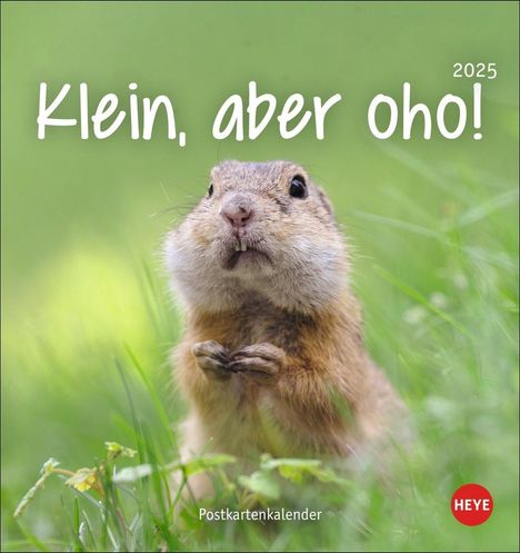 Klein, aber oho! Postkartenkalender 2025, Kalender