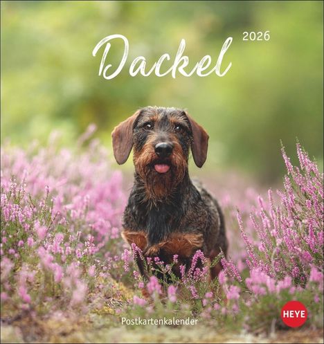 Dackel Postkartenkalender 2026, Kalender