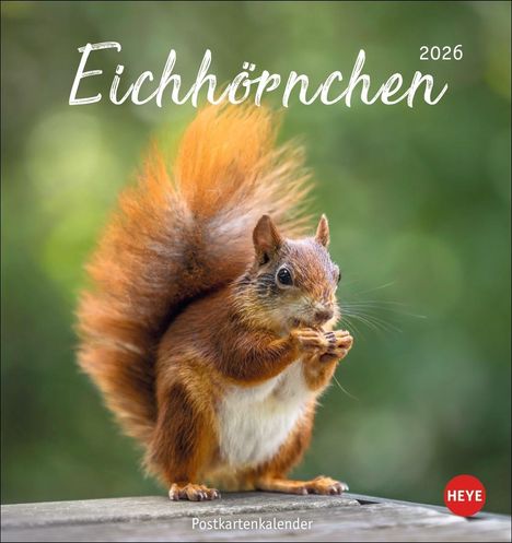 Eichhörnchen Postkartenkalender 2026, Kalender