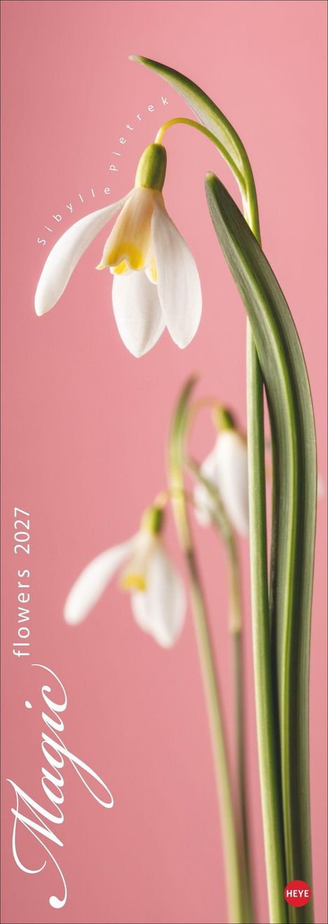 Text: "Magic" und "flowers 2027". Vertikale Nahaufnahme von Schneeglöckchen vor rosafarbenem Hintergrund. Logo unten rechts.