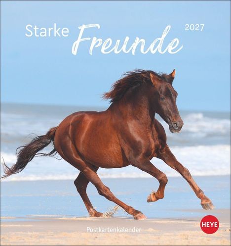 "Starke Freunde 2027. Postkartenkalender." Ein braunes Pferd galoppiert dynamisch am Strand entlang.