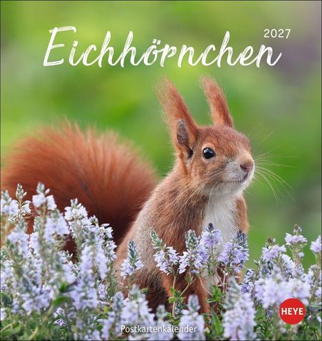 "Eichhörnchen 2027" und "Postkartenkalender". Ein rotes Eichhörnchen steht in lila Blumen, im Hintergrund grüne Unschärfe.
