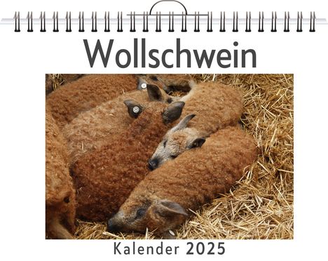 Lily Frank: Wollschwein, Kalender