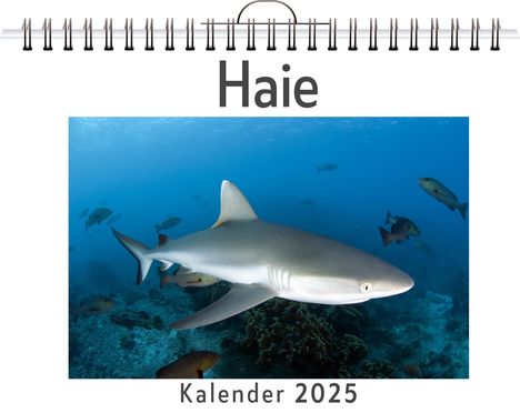 Aaron Fischer: Haie, Kalender