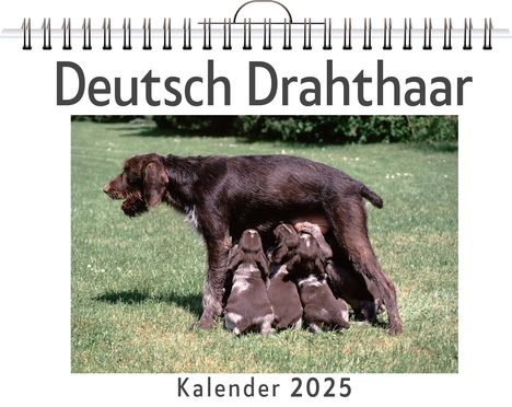 Sofia Hartmann: Deutsch Drahthaar, Kalender