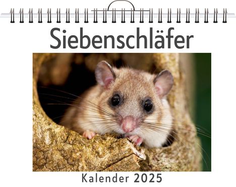 Luisa Schmitz: Siebenschläfer, Kalender