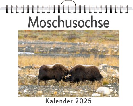 Aaron Wolf: Moschusochse, Kalender