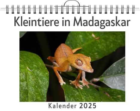 Anton Friedrich: Kleintiere in Madagaskar - (Wandkalender 2025, Kalender DIN A4 quer, Monatskalender im Querformat mit Kalendarium, das perfekte Geschenk), Kalender